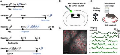 Machine learning-based evaluation of spontaneous pain and analgesics from cellular calcium signals in the mouse primary somatosensory cortex using explainable features